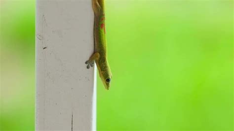 "Gold Dust Day Gecko" Images – Browse 313 Stock Photos, Vectors, and ...