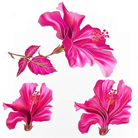 Premium Vector Collection Of Vector Pink Hibiscus Flowers In Bright Colors