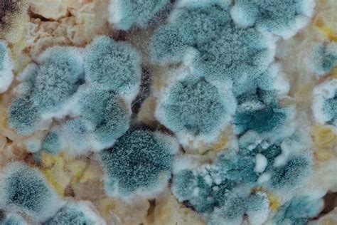 Understanding Mold: Prevention, Health Risks, and Remediation | Your ...