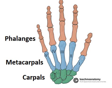 Metacarpal Fractures Assessment Management TeachMeSurgery