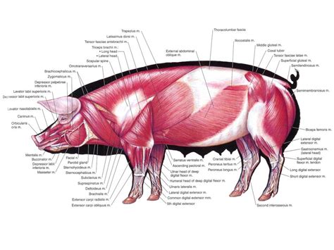 swine external anatomy visible bodys visual guide  pig anatomy