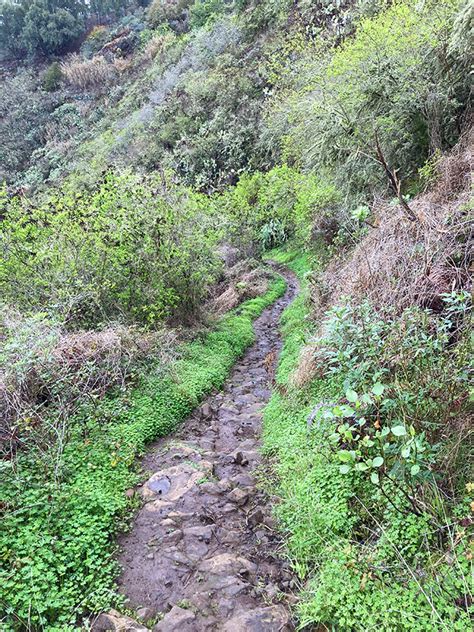 LAUREL FOREST | Hiking Gran Canaria, Guided hikes and hiking tours in ...