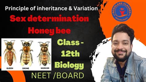 Sex Determination In Honey Bee CLASS 12th Biology NEET BOARD