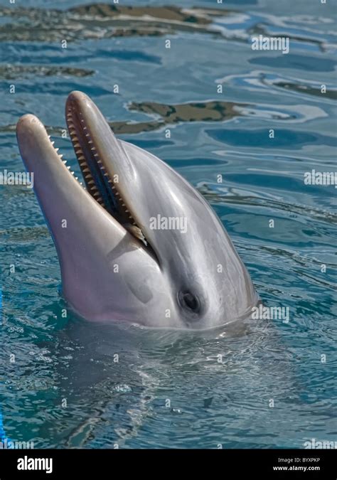 Bottlenose Dolphins Eating Fish