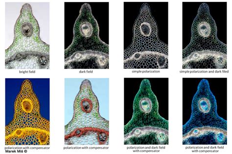 The Hidden World My Look At Photomicrography By Marek Mis The