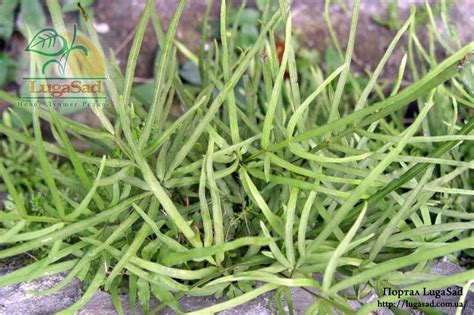 Птерис (Pteris) » Информационный портал LugaSad — новое, лучшее, редкое!
