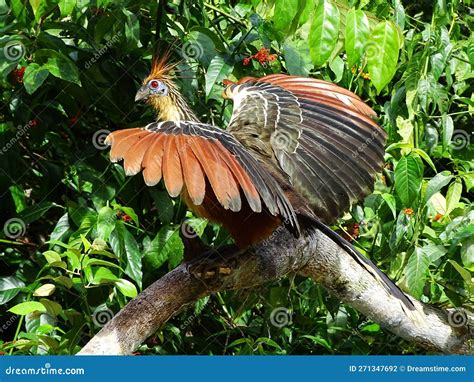 Hoatzin Bird Spreading it S Colorful Wings, Looking into the Camera ...