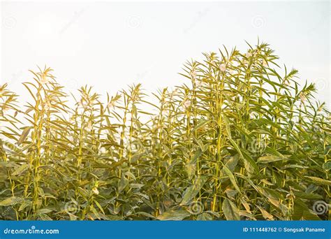 Sesame on tree in plant stock photo. Image of field - 111448762