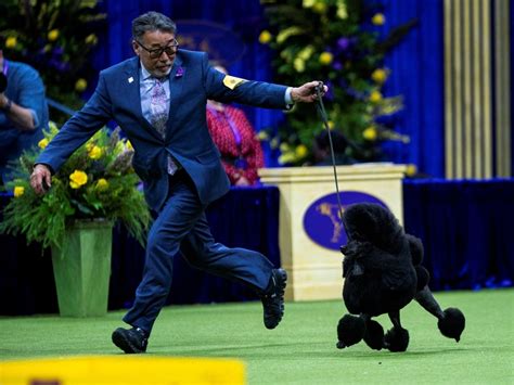 Unveiling the Best Westminster Dog Show Breeds: A Comprehensive Guide