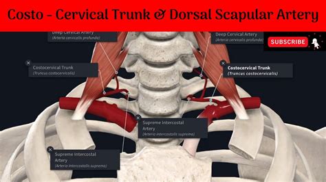 Costo Cervical Trunk Deep Cervical Artery Superior Intercostal Artery And Dorsal Scapular