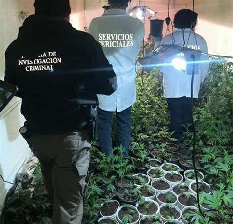 En Sonora desmantelan dos invernaderos de marihuana en tráilers