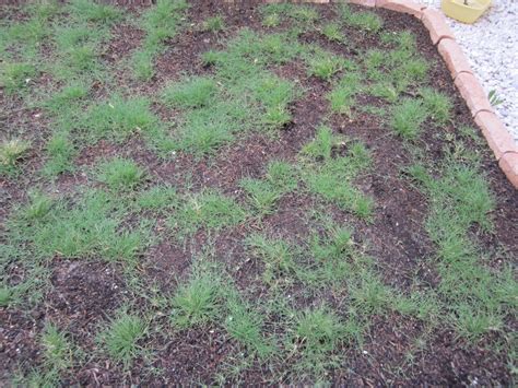 Uc Verde Buffalo Grass Week 7