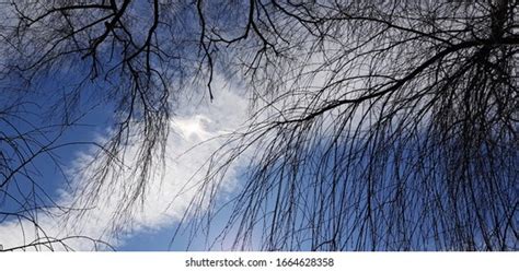 188 Naked Willow Sky Images Stock Photos Vectors Shutterstock