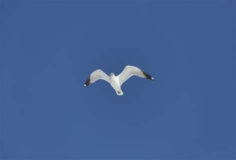 Free Images Nature Wing Sky Seabird Flying Wildlife Beak