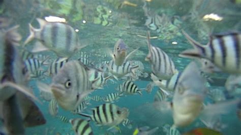 Aktiviti Snorkeling Best Di Pulau Tioman Wajib Singgah