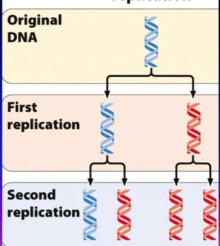 Ch12 Dna Replication Every New Cells Needs A Whole New Set Of Dna