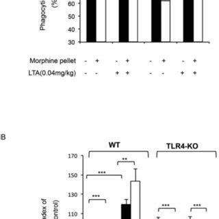 Effects Of Chronic Morphine And Tlr Ligands Lps And Lta In Knock Out