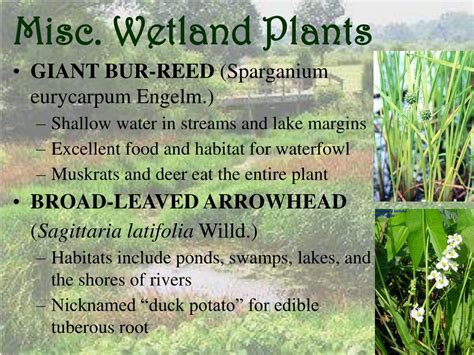 PPT - Wetland Plants PowerPoint Presentation, free download - ID:1250444