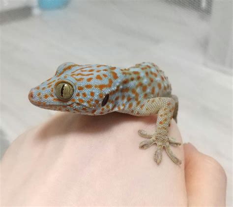 big male vs tiny female : r/geckos