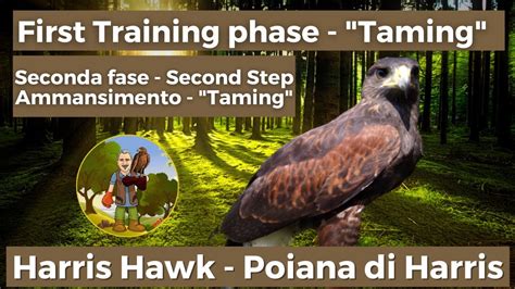 Harris Hawk Training Phase Taming Addestramento Poiana Di Harris Seconda Fase Ammansimento