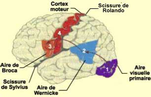 Le Cerveau Tous Les Niveaux