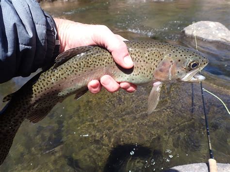 South Platte River | Dave Weller's Fly Fishing Blog