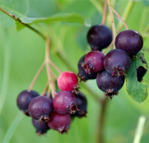 Amelanchier (Common Serviceberry, Downy Serviceberry, Juneberry, Saskatoon, Serviceberry ...