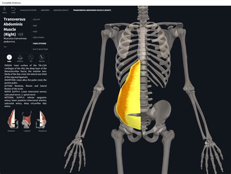 Muscles: Transverse Abdominis. – Anatomy & Physiology