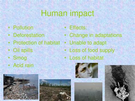 Human Impact On The Environment Ks2 Ppt