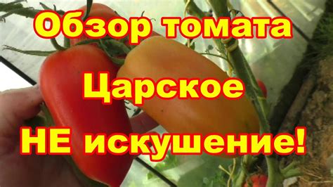 Томат Царское искушение я бы назвала засолочным - YouTube