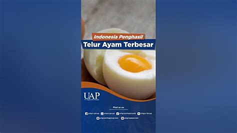 Indonesia Penghasil Telur Terbesar Di Dunia Youtube