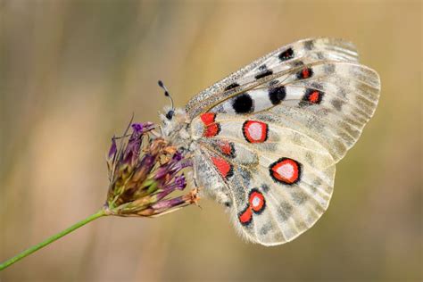 Apollo Butterfly - Parnassius Apollo Stock Image - Image of austria, france: 154573929