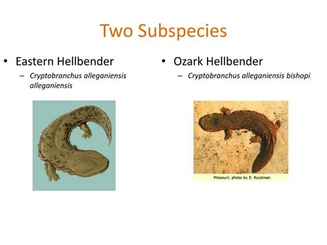 PPT - Hellbender Salamander PowerPoint Presentation, free download - ID ...