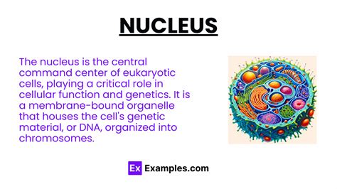 Nucleus - Structure, Nucleus Function, Distribution of Nucleus ...