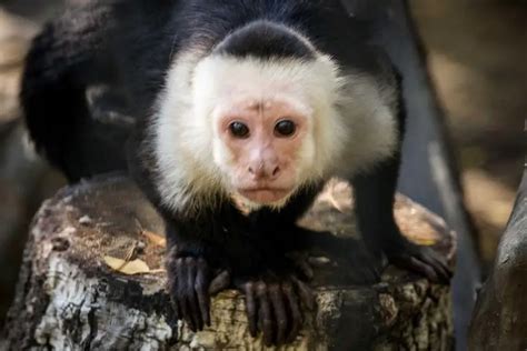 The story of Marina Chapman, who lived with monkeys for 5 years - Pictolic