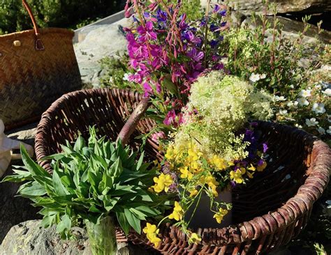 Insolites Cueillette et dégustation de plantes sauvages