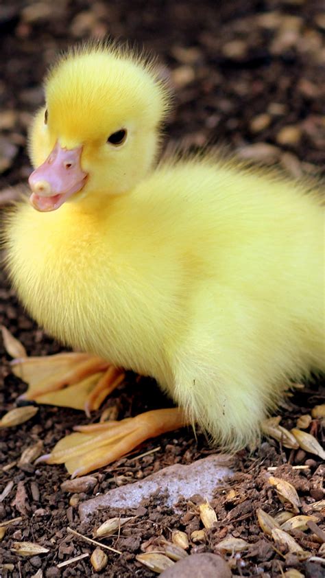 Baby Chick Wallpapers - Top Free Baby Chick Backgrounds - WallpaperAccess