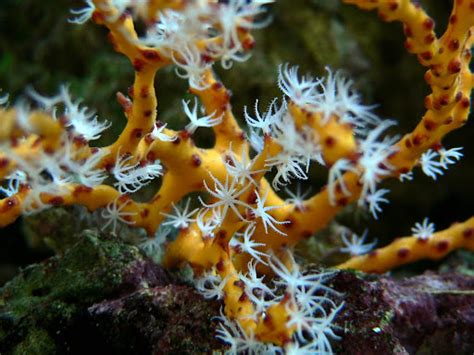 Non Photosynthetic Gorgonian Questions Reef Central Online Community