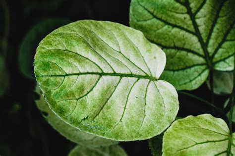 Fresh Green Leaves Of Polyscias Balfouriana Or Variegalated Balfour