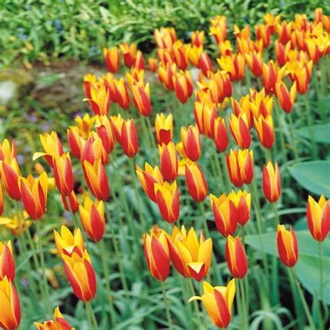 Buy Tulip Species Clusiana Tubergens Gem X 10 Affordable Uk