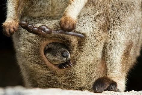 What Does The Inside Of A Kangaroo Pouch Look Like Cool Wood Wildlife Park