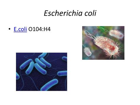 Ppt Escherichia Coli Powerpoint Presentation Free Download Id2176915