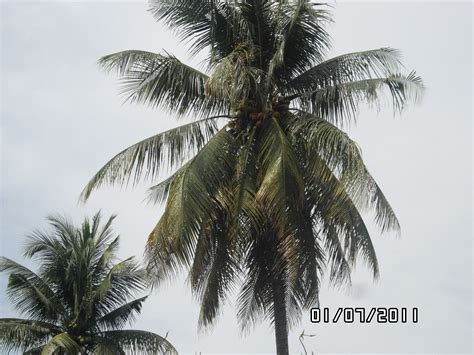 Pokok Kelapa Pokok Kelapa Atau Nama Saintifiknya Cocos Nuc Flickr