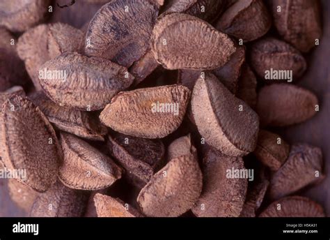 Brazil Nut Fruits Sustainable Development Amazon Rainforest Brazil