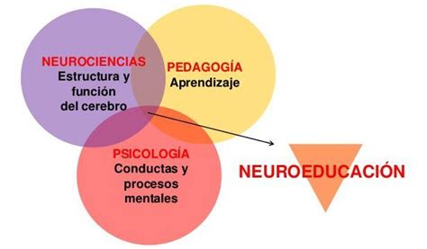 Glosario de términos de Neuroeducación Flashcards