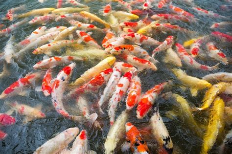 Natación de peces carpas koi japonesas Foto Premium