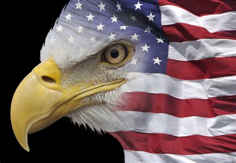 American Flag With Eagle Wallpaper Wallpapersafari Hot Sex Picture