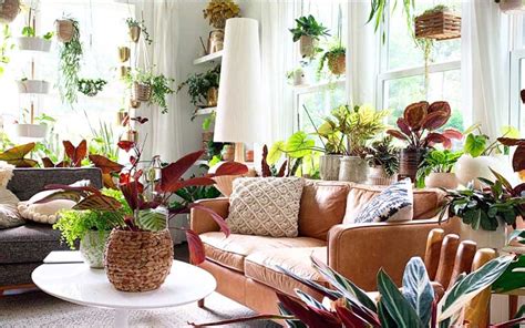 The Top Home Plants You’ll Never Regret Growing – How to Care Of Your ...