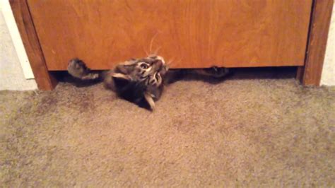 An Adorably Fat Tabby Cat Figures Out How to Escape a Closet by ...