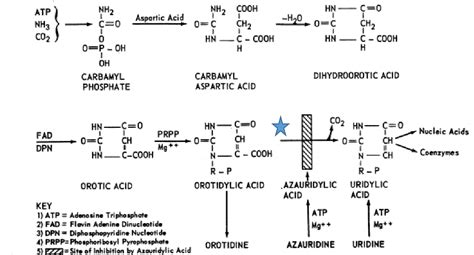 Symptoms 1 Fonteh : Orotic Aciduria | Semantic Scholar